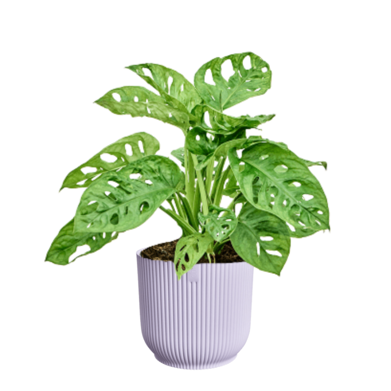 Monstera adansonii in Elho Vibes lila