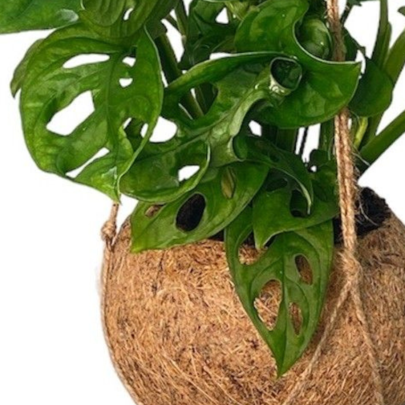 Monstera adansonii in Kokodama