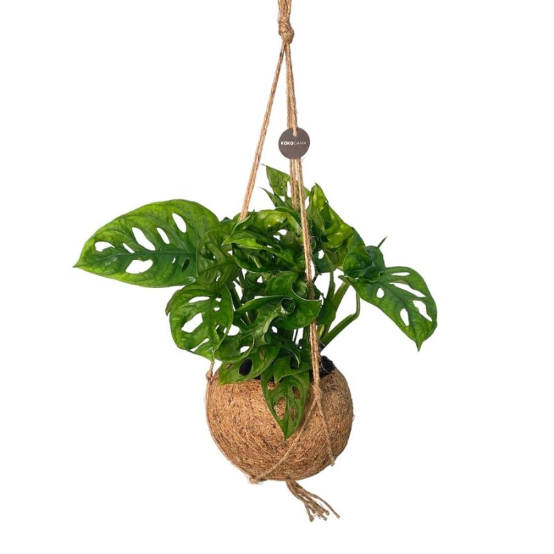 Monstera adansonii in Kokodama