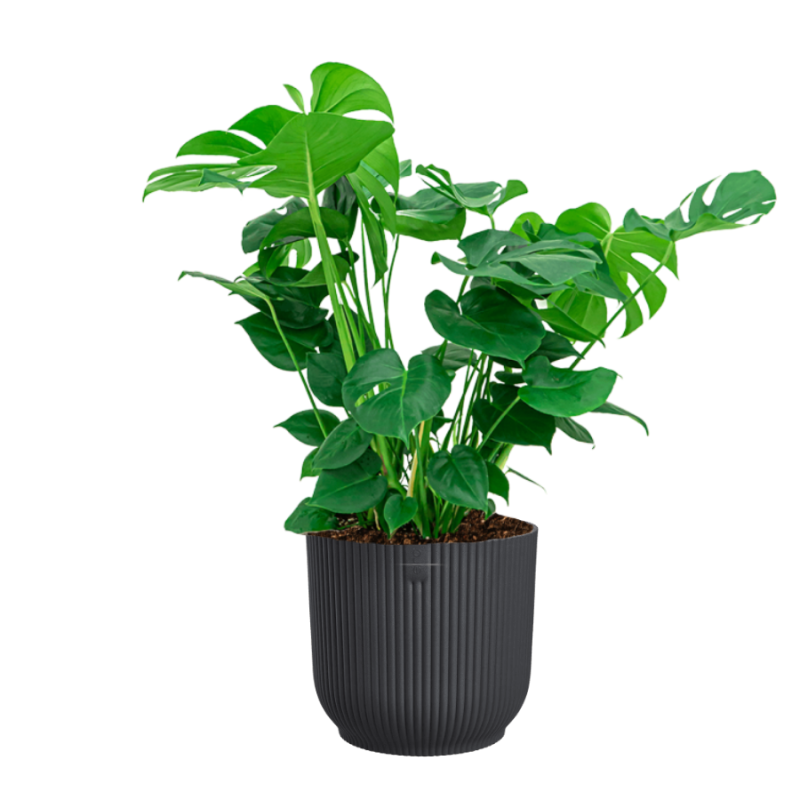 Monstera Deliciosa in Vibes antraciet