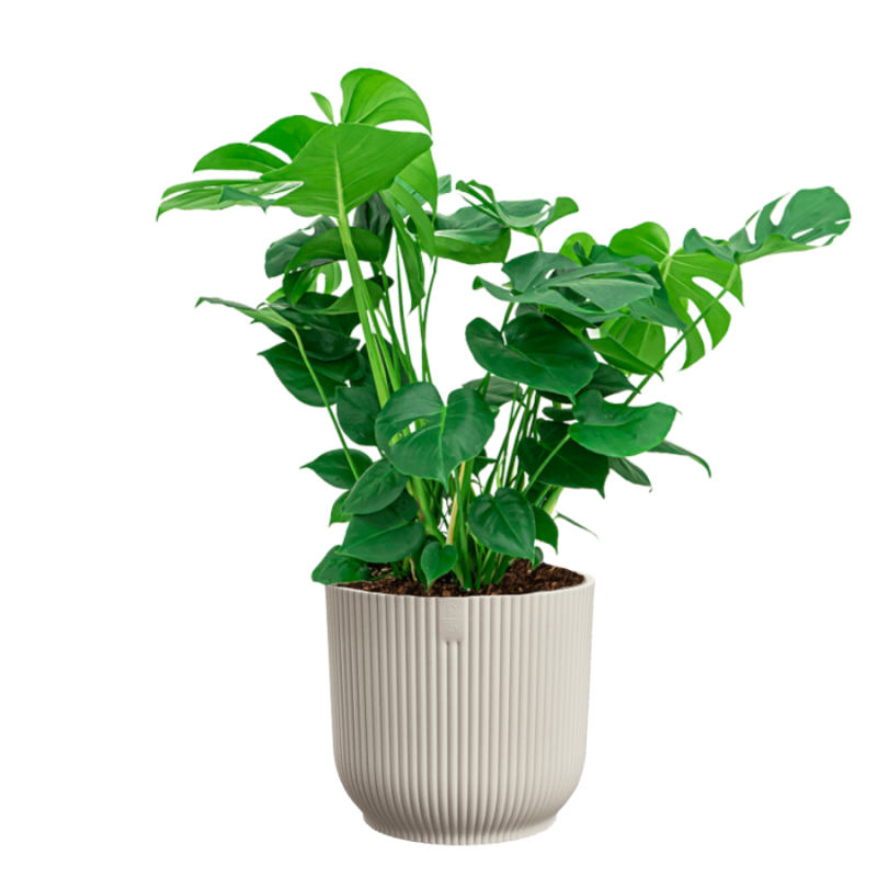 Monstera Deliciosa in Vibes wit