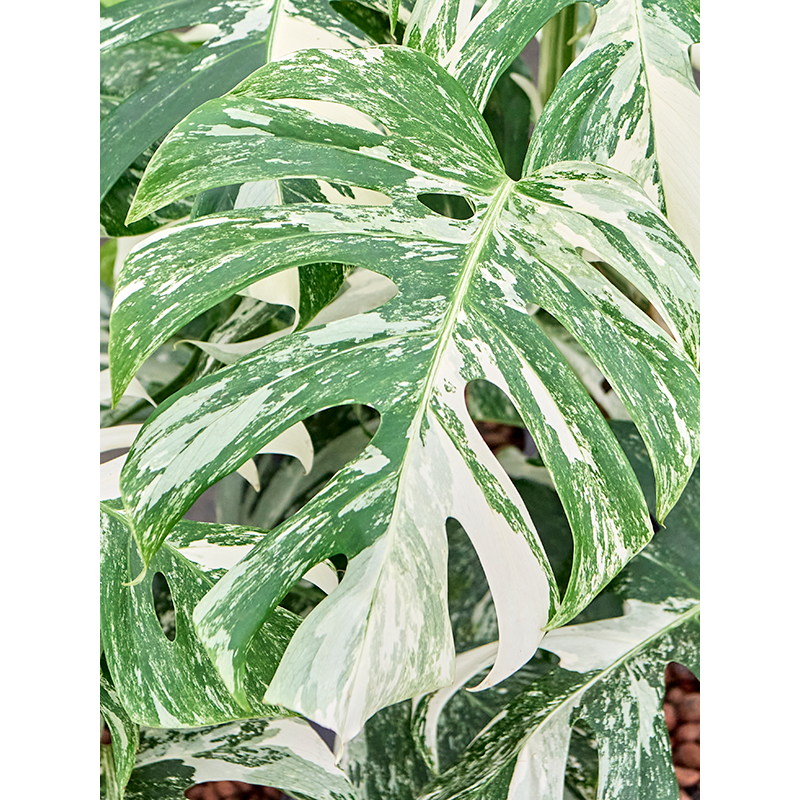 Monstera deliciosa Variegatum