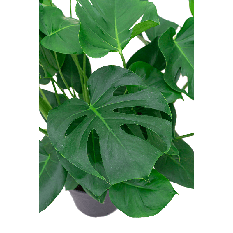 Monstera Deliciosa in watergevende Rondo wit