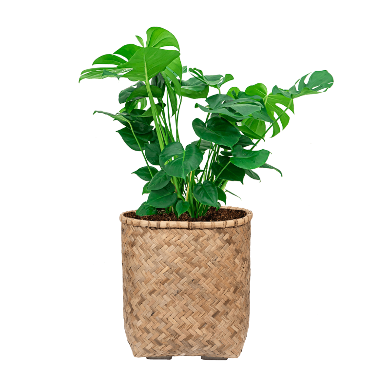 Monstera Deliciosa in Bohemian Bamboo Zayn