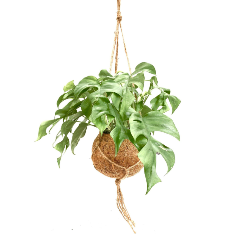 Monstera minima in Kokodama