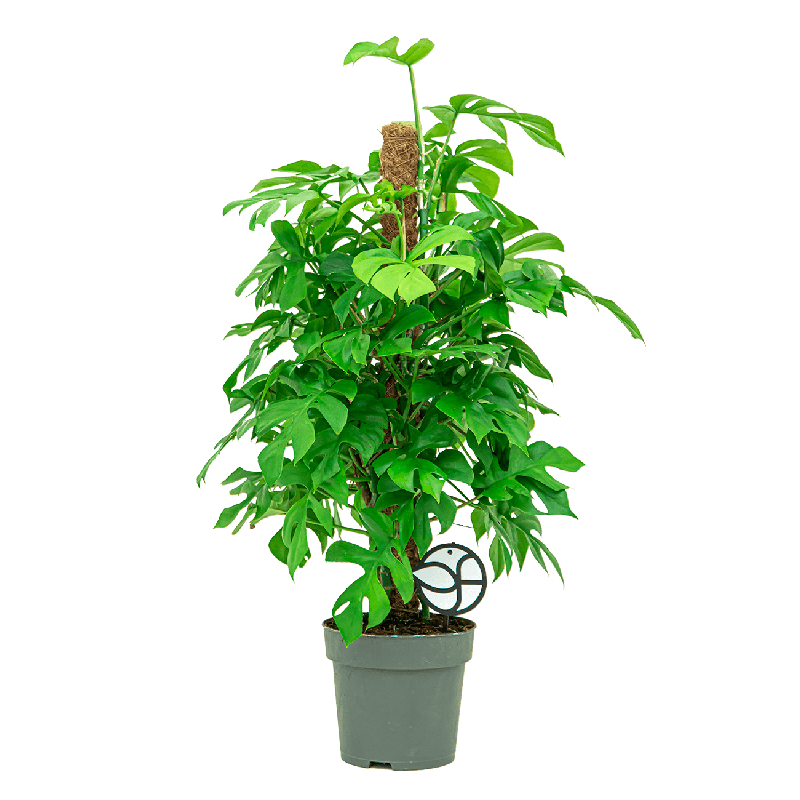 Monstera minima mosstok