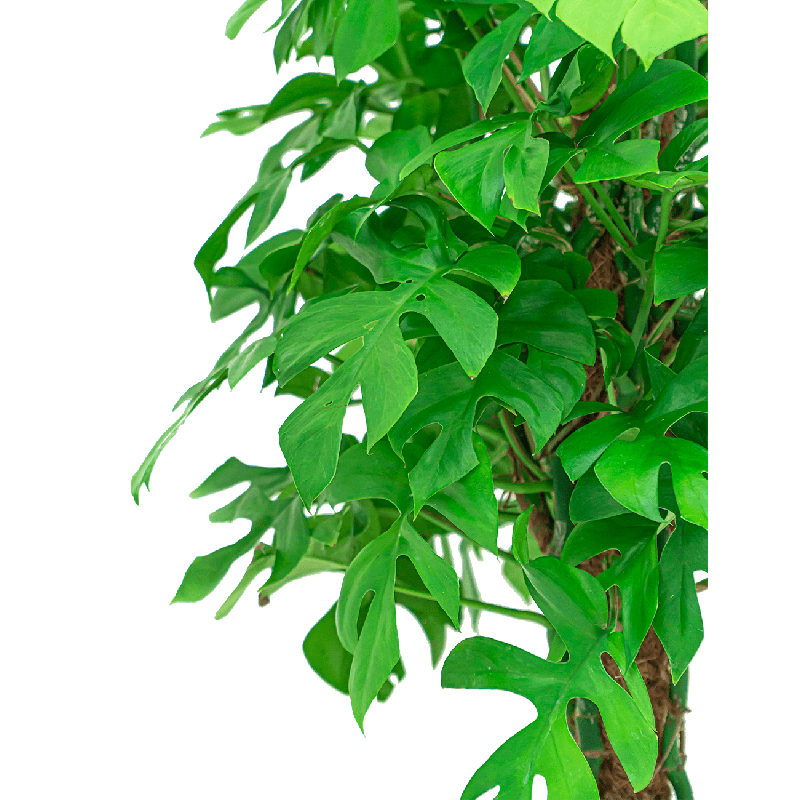 Monstera minima mosstok