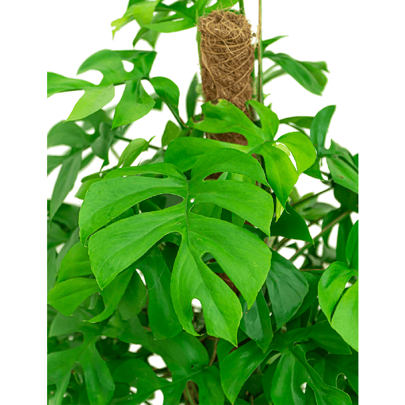 Monstera minima mosstok