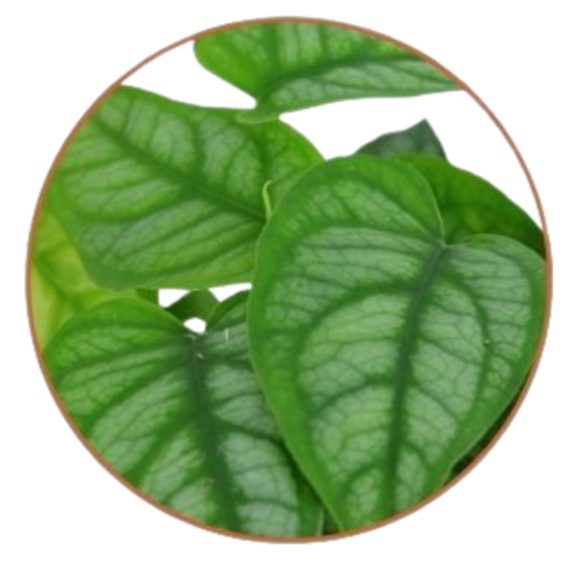 Monstera siltepecana