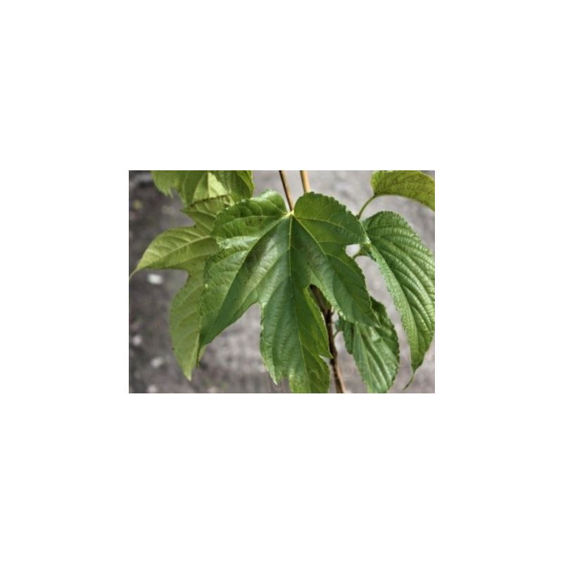 Morus Alba Fruitless - kruisdak