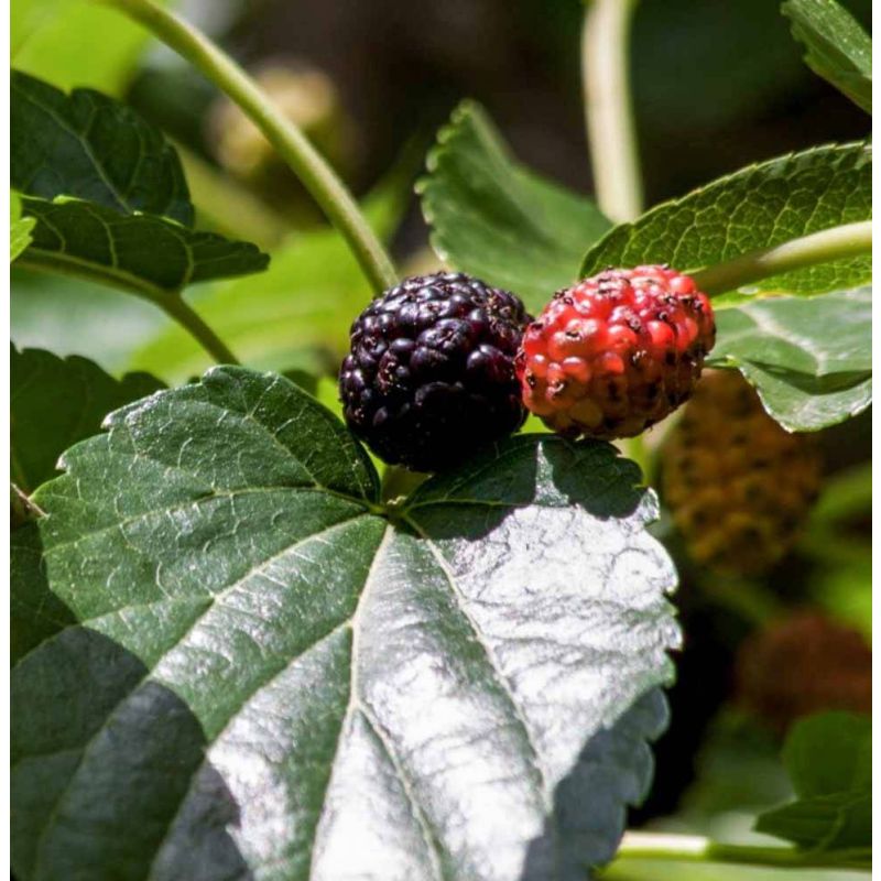 Morus Nigra