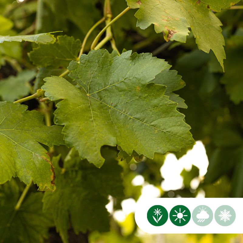 Vitis vinifera - dakvorm