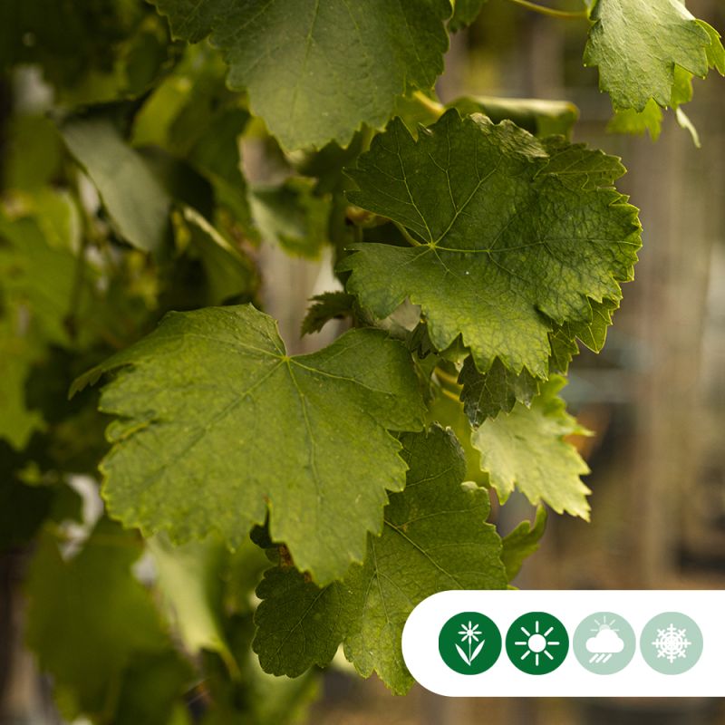 Vitis vinifera - dakvorm