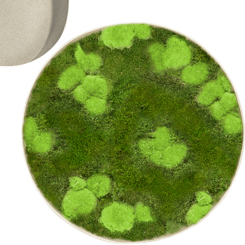 Mosschilderij Rond 30% Bolmos 70% Platmos Wit