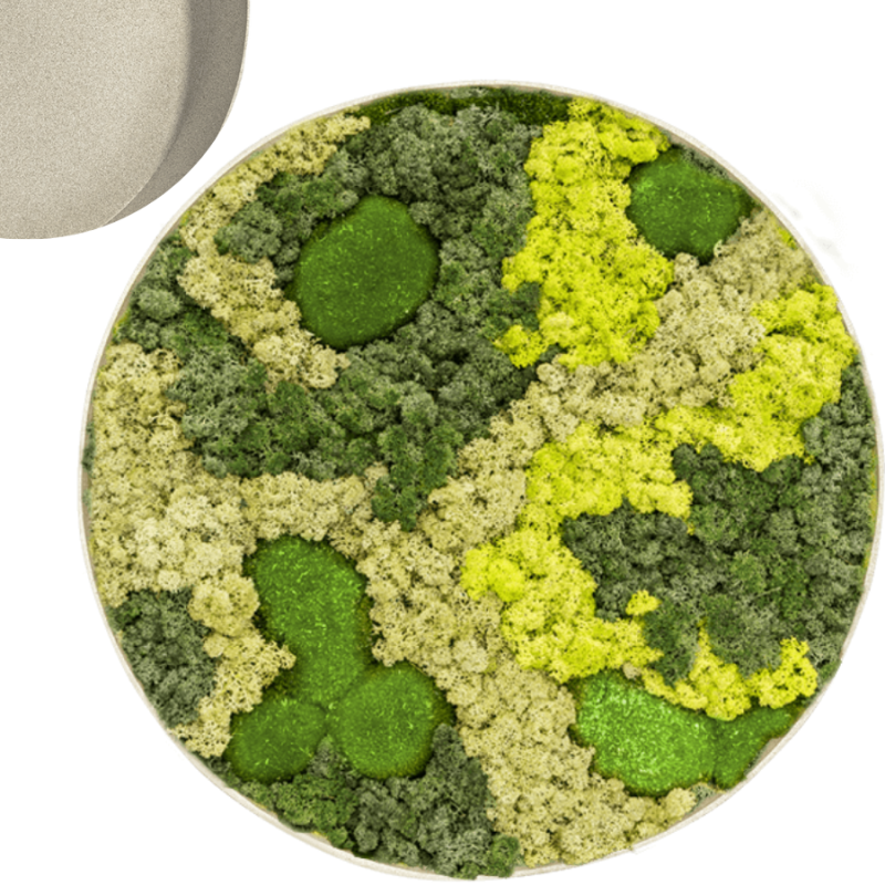 Mosschilderij Rond 30% Bolmos 70% Rendiermos Wit