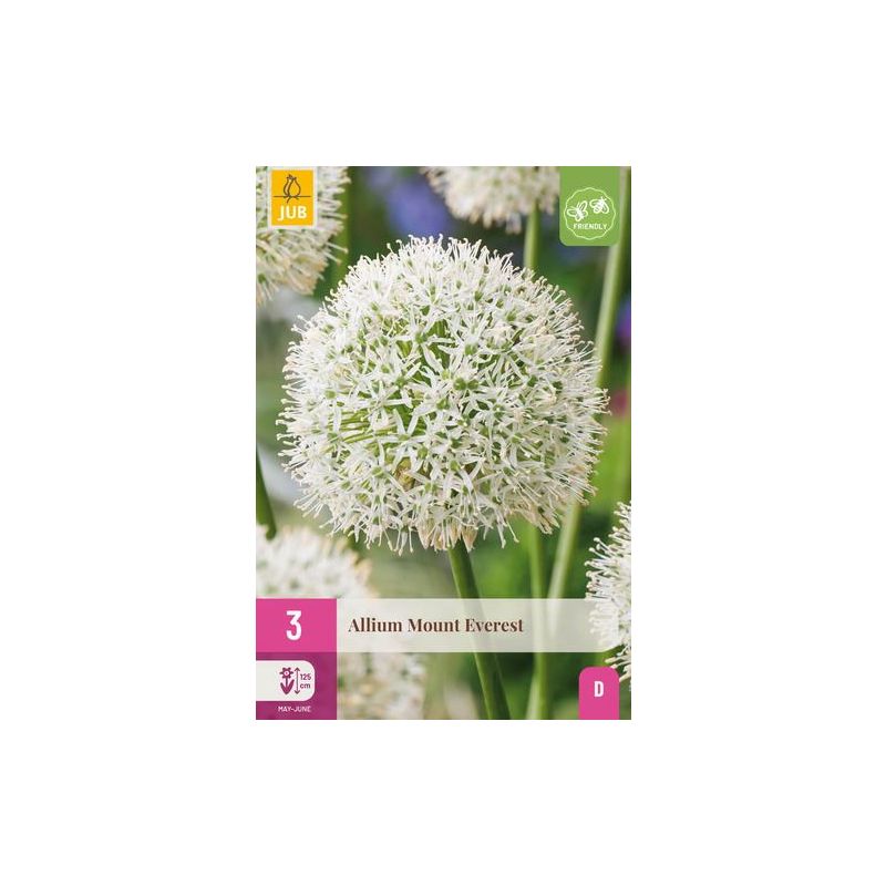 Allium Mount Everest - 3 stuks