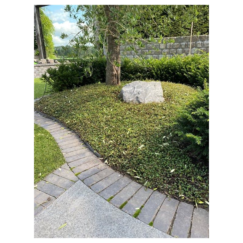 Muehlenbeckia complexa