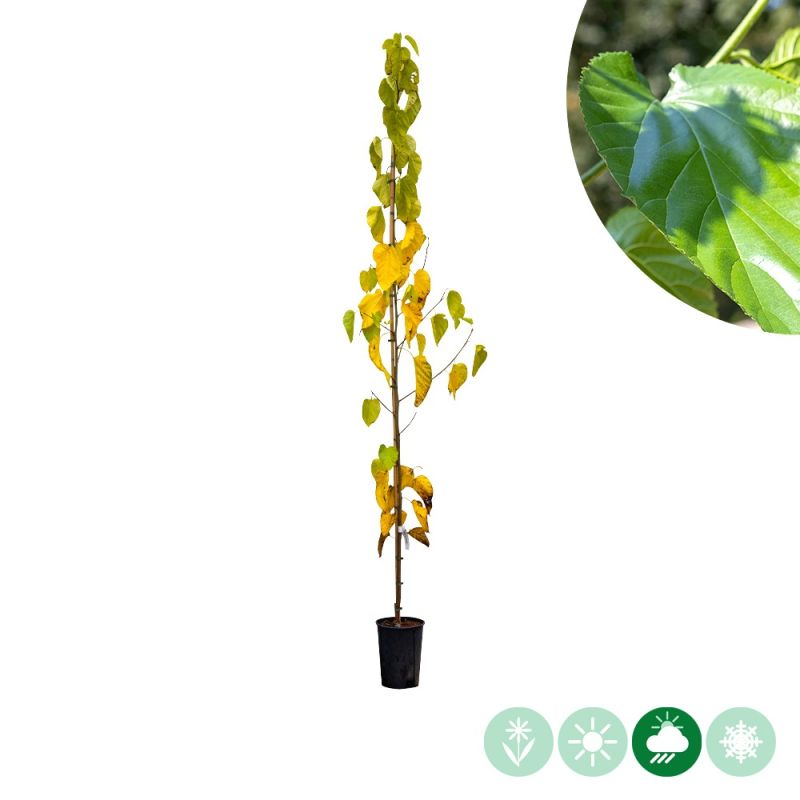 Morus White Berry