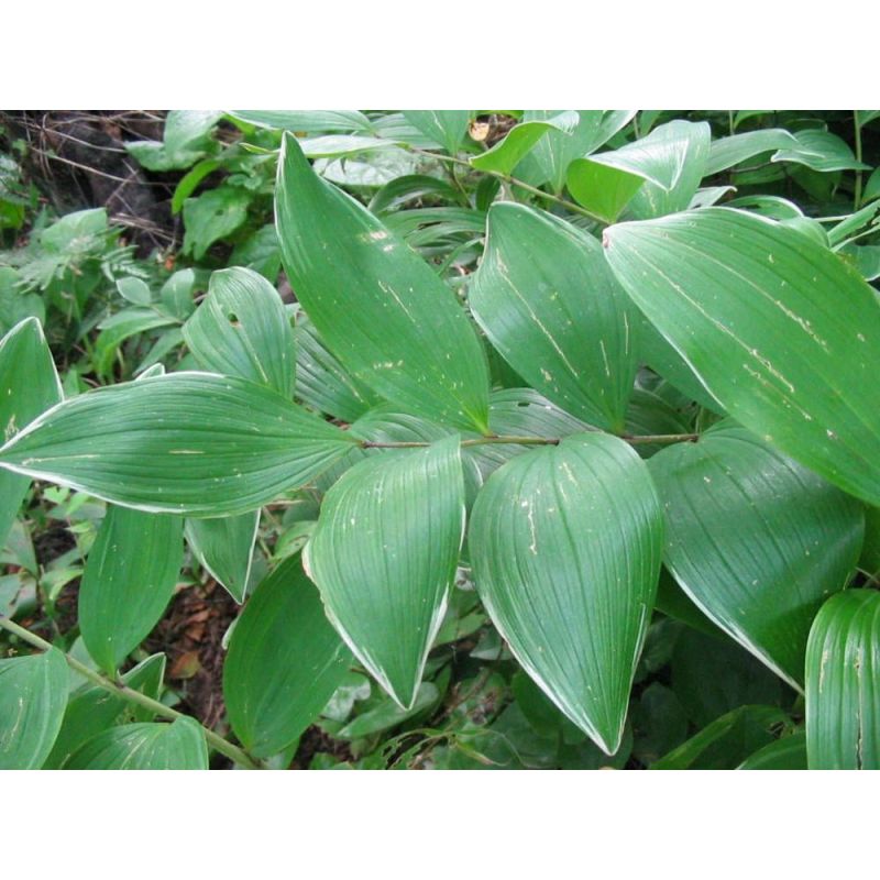 Polygonatum Variegatum 