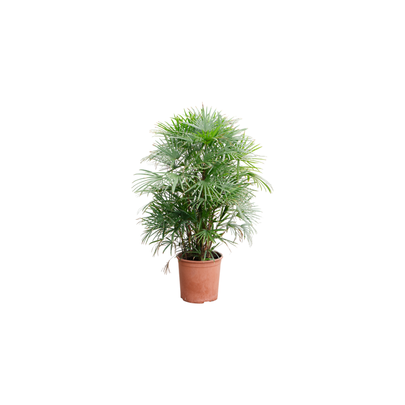 Rhapis multifida