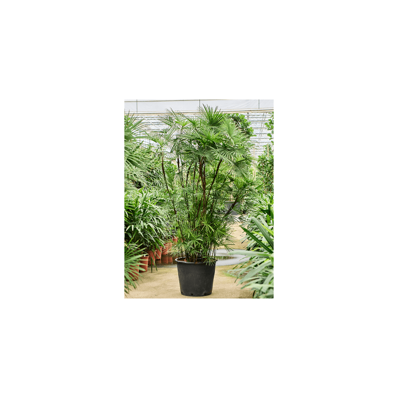 Rhapis multifida