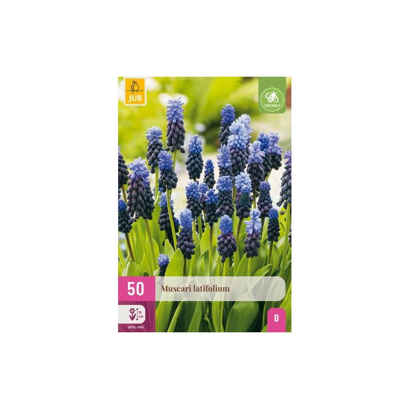 Muscari Latifolium - 50 stuks