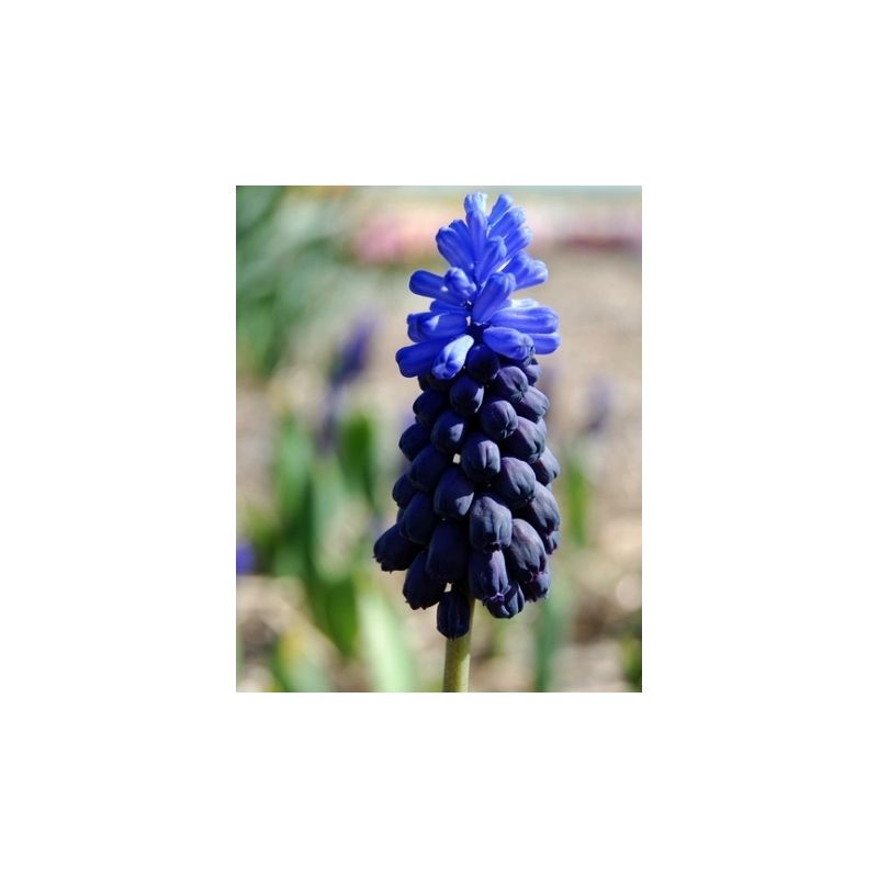 Muscari Latifolium - 50 stuks