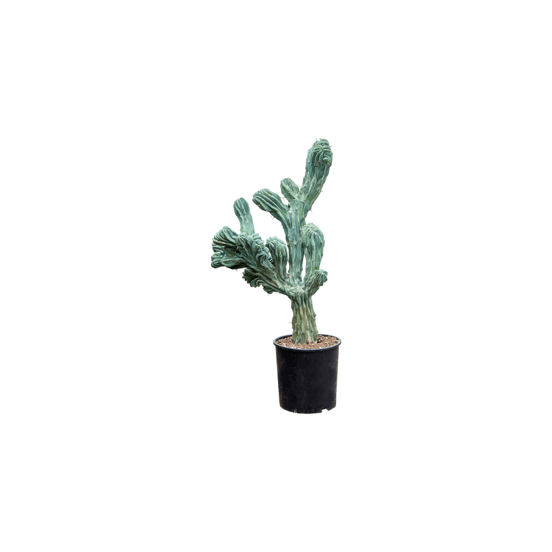Myrtillocactus Cristata vertakt