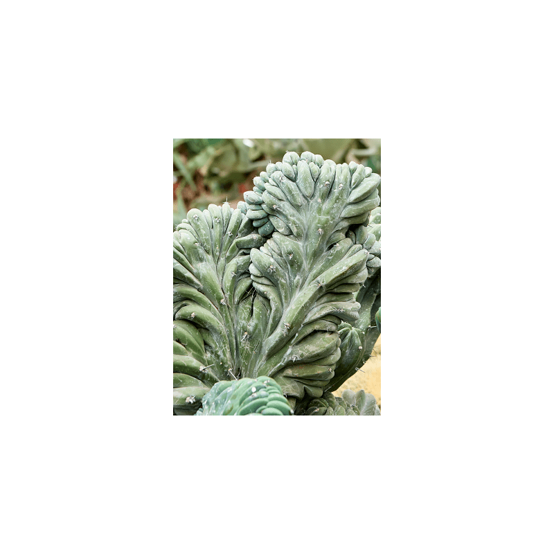 Myrtillocactus Cristata vertakt