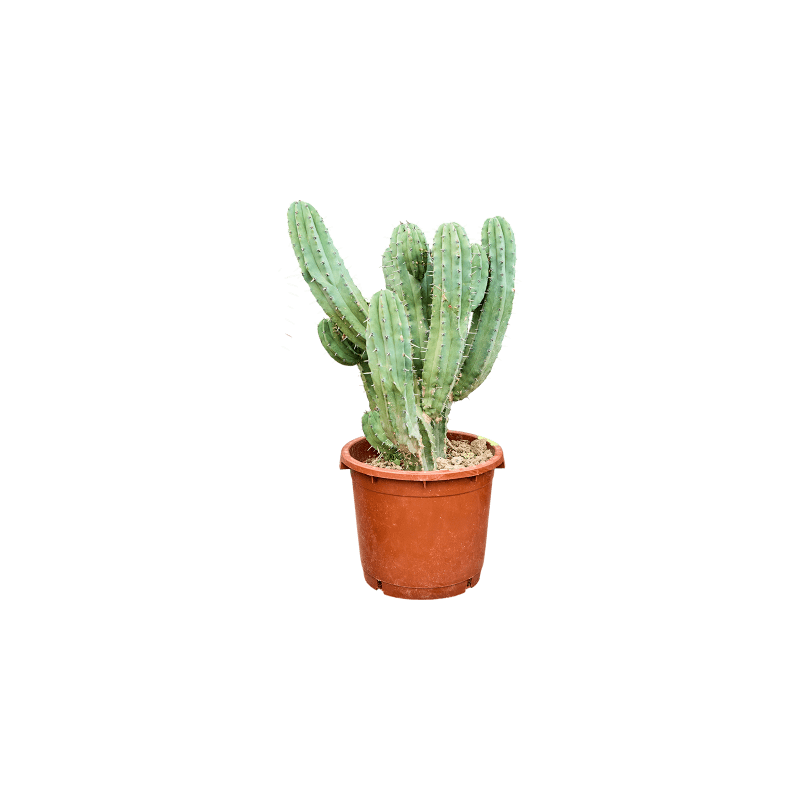 Myrtillocactus geometrizans