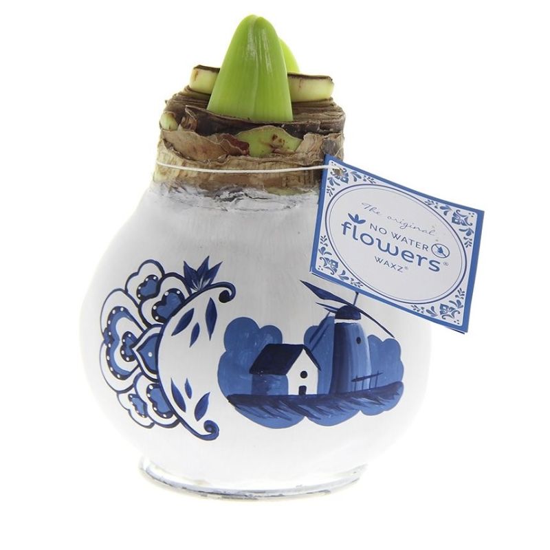 Amaryllis Bol Delfts Blauw Windmolen