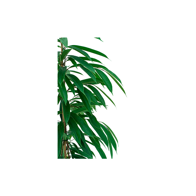 Ficus Amstel King hydrocultuur in Runner vierkant wit