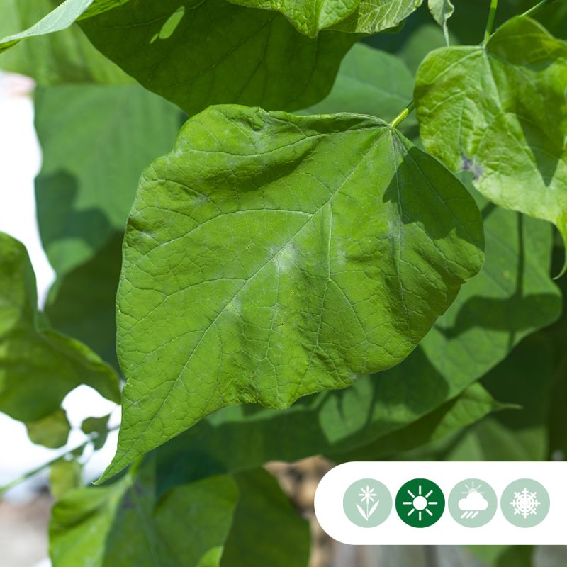 Catalpa Nana - volgroeid
