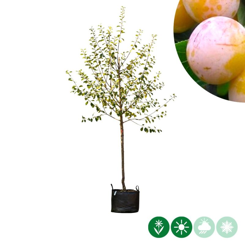 Prunus Mirabelle de Nancy - halfstam