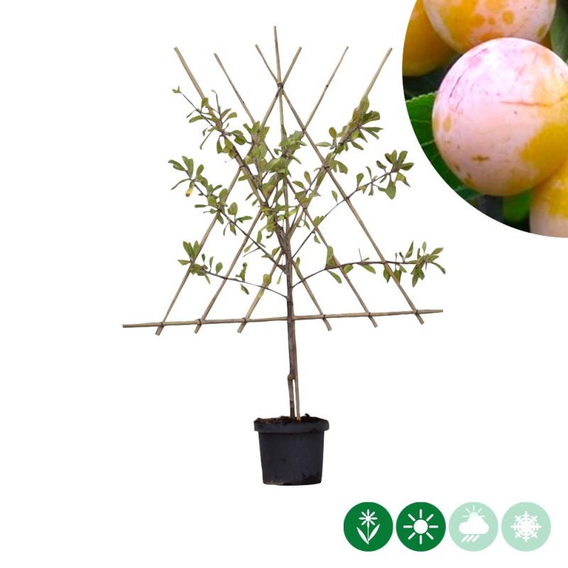 Prunus Mirabelle de Nancy - leiboom