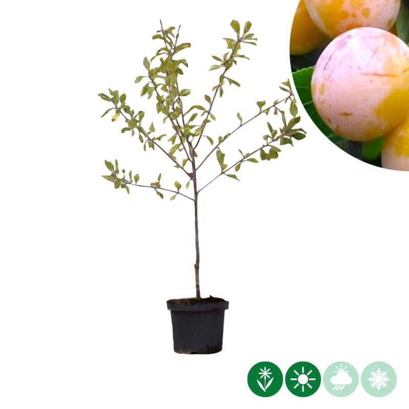 Prunus Mirabelle de Nancy