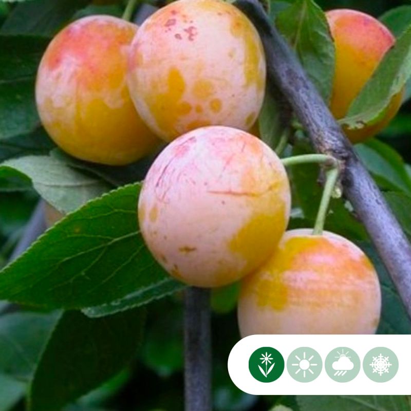 Prunus Mirabelle de Nancy - leiboom hoogstam