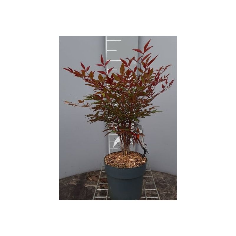 Nandina domestica