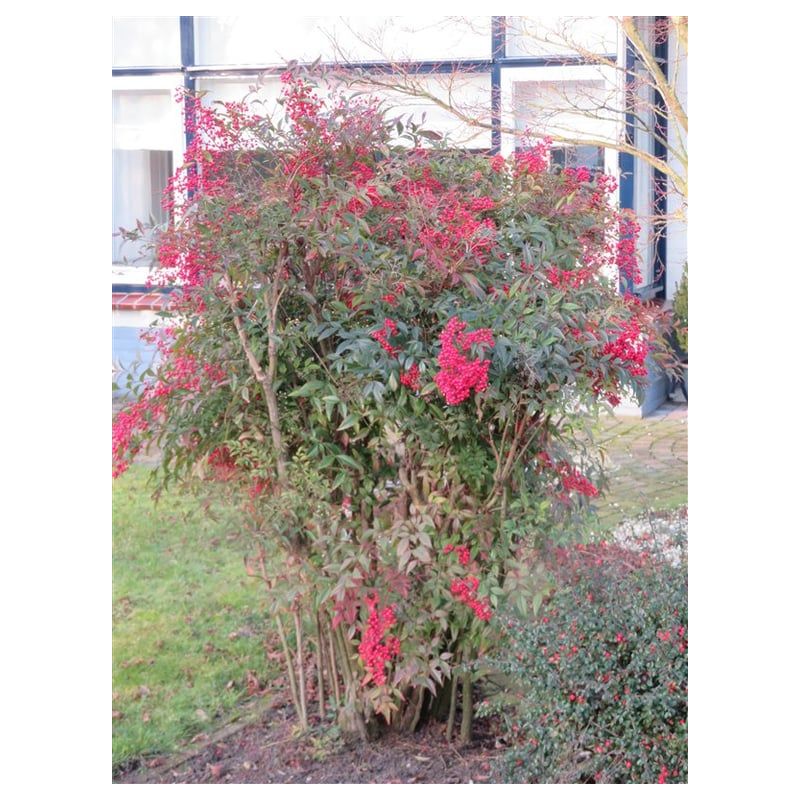Nandina domestica
