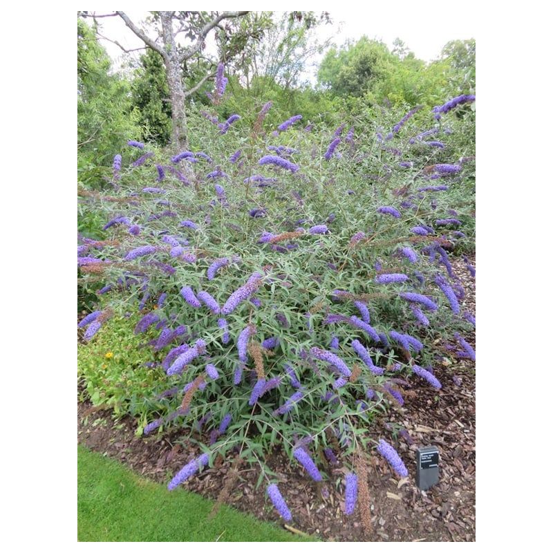 Buddleja Nanho Blue