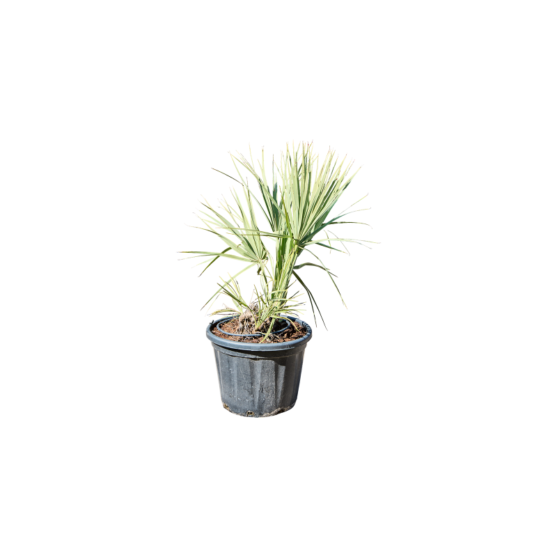 Nannorrhops ritchiana