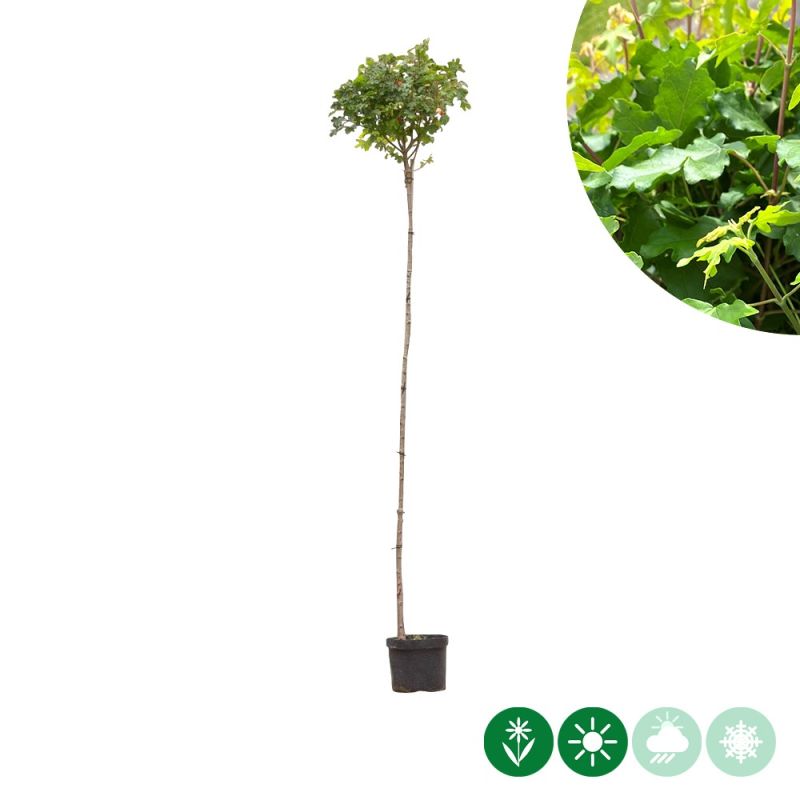 Acer Nanum - bolboom