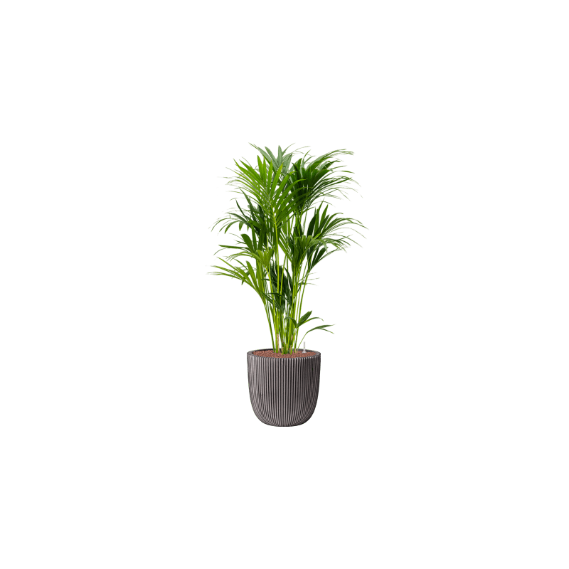 Capi Nature Groove Antraciet