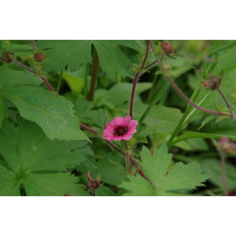 Potentilla Miss Willmott - biologisch