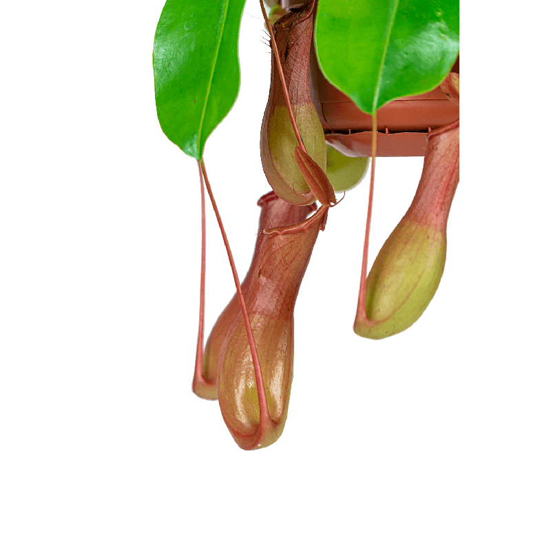 Nepenthes Alata