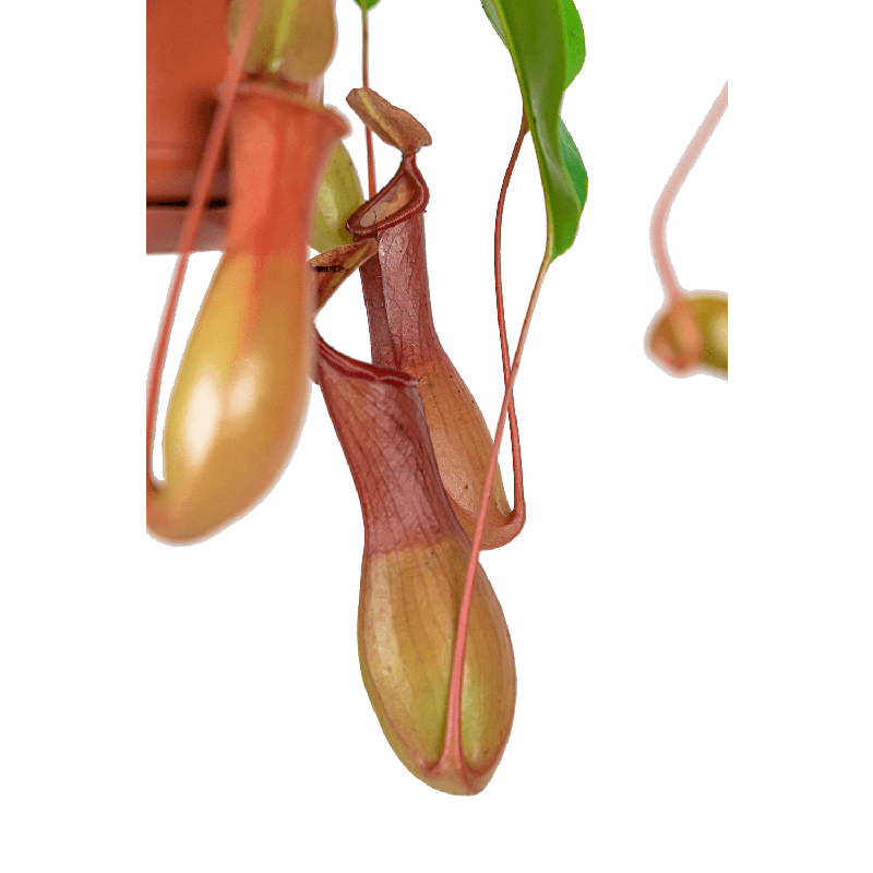 Nepenthes Alata