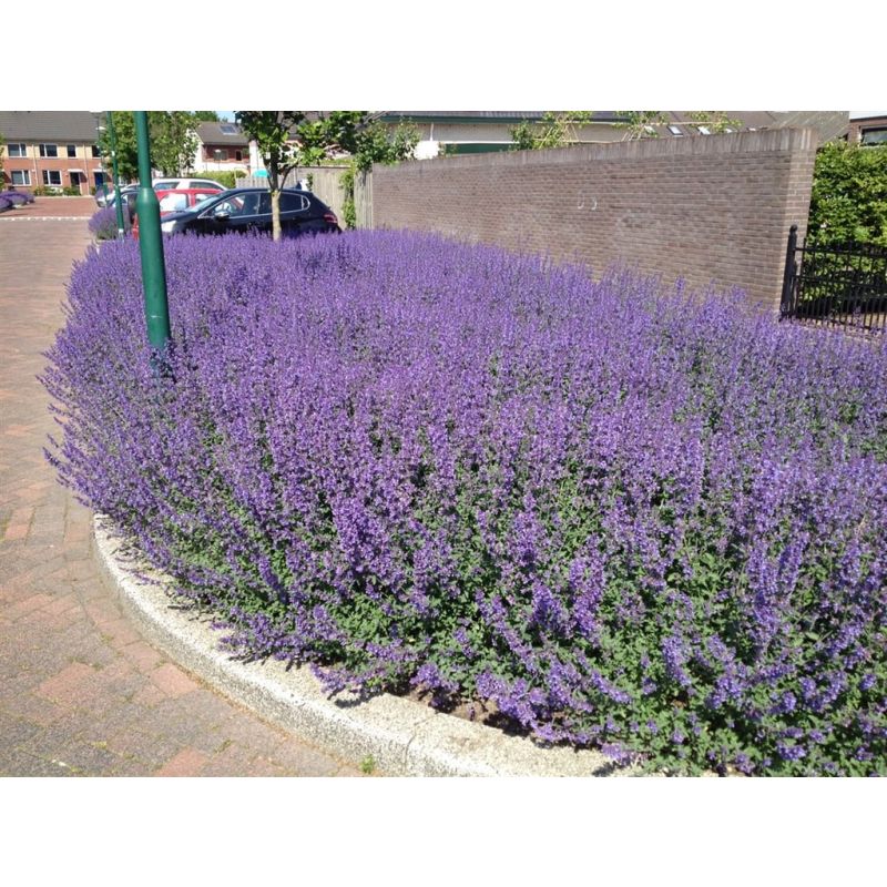 Nepeta Walkers Low - biologisch
