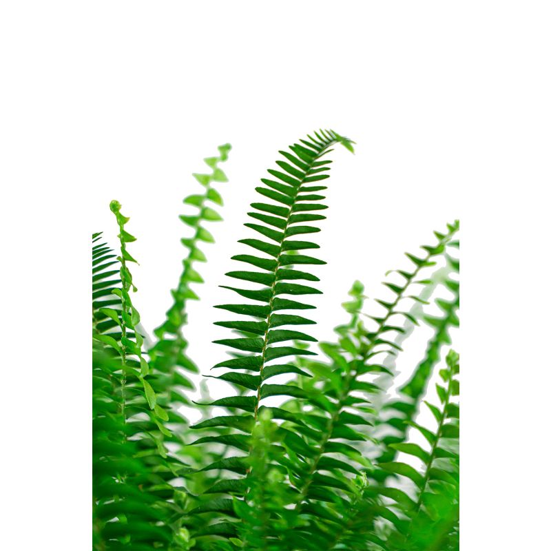 Nephrolepis in Kokodama