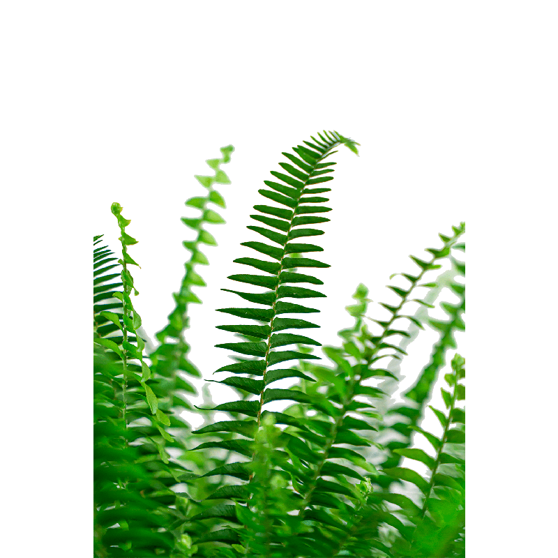 Nephrolepis Exaltata Green Lady