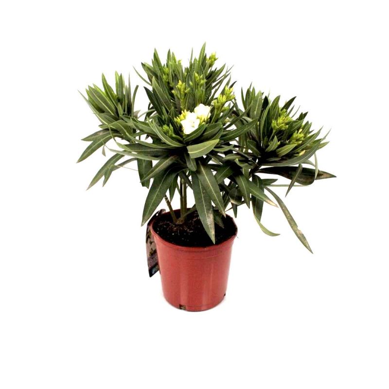 Nerium Oleander wit